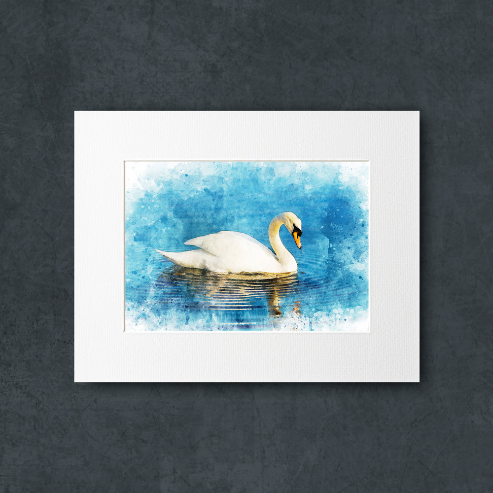 Mute Swan